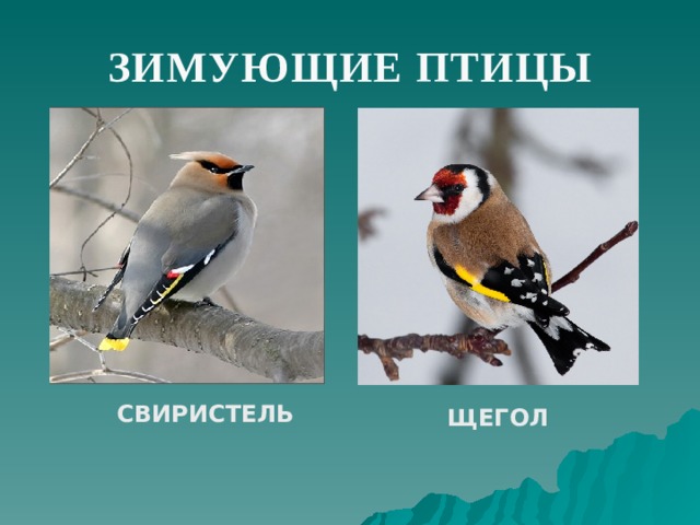 Какие птицы обитают в брянской области фото с названиями