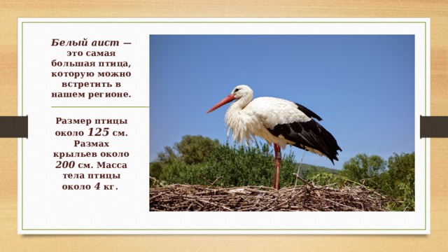 Белый аист — это самая большая птица, которую можно встретить в нашем регионе.  Размер птицы около 125 см. Размах крыльев около 200 см. Масса тела птицы около 4 кг.