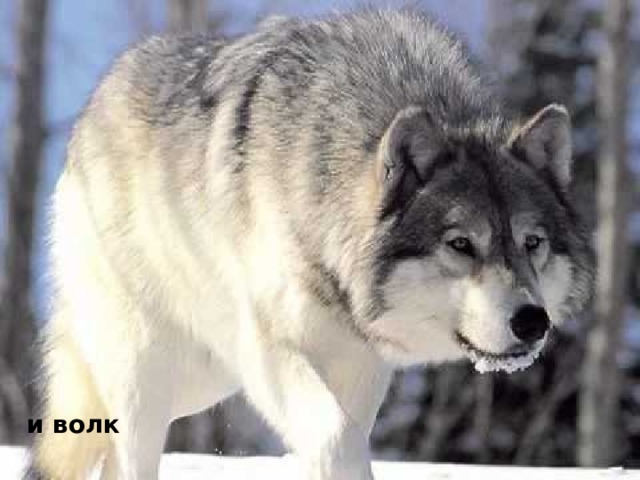 и волк