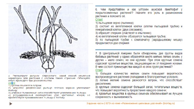 Задания части 2 ЕГЭ по теме «Размножение цветковых растений» (bio-faq.ru)