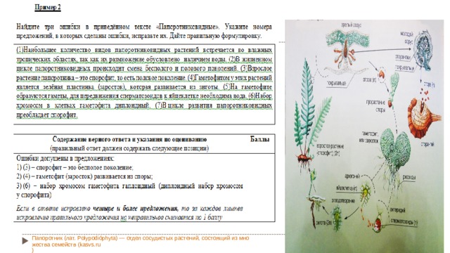 Папоротник (лат. Polypodióphyta) — отдел сосудистых растений, состоящий из множества семейств (kasvs.ru )