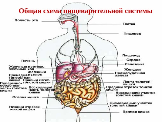Брюшная полость и пищеварительная система: иллюстрации