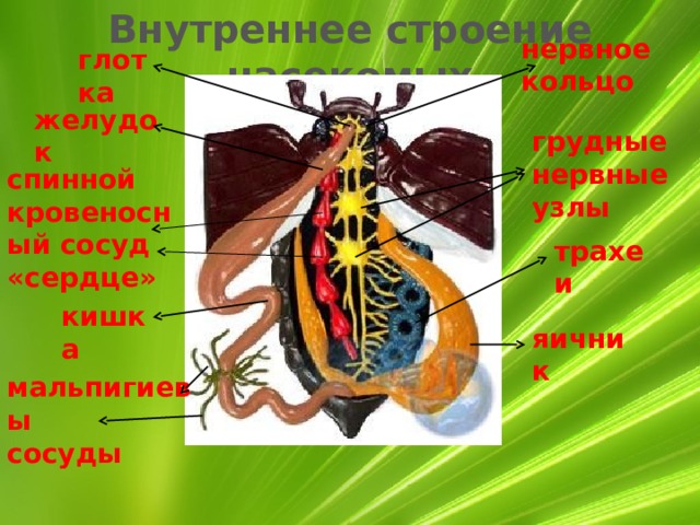 Внутреннее строение насекомых нервное кольцо глотка желудок грудные нервные узлы спинной кровеносный сосуд «сердце» трахеи кишка яичник мальпигиевы сосуды