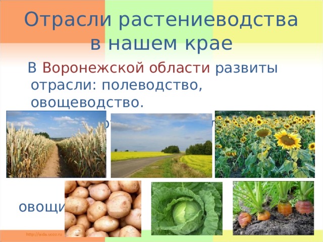Отрасли растениеводства в нашем крае  В Воронежской области развиты отрасли: полеводство, овощеводство. Выращивают полевые культуры, овощи