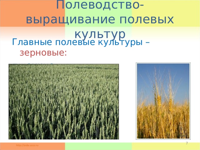 Полеводство- выращивание полевых культур Главные полевые культуры – зерновые: пшеница рожь
