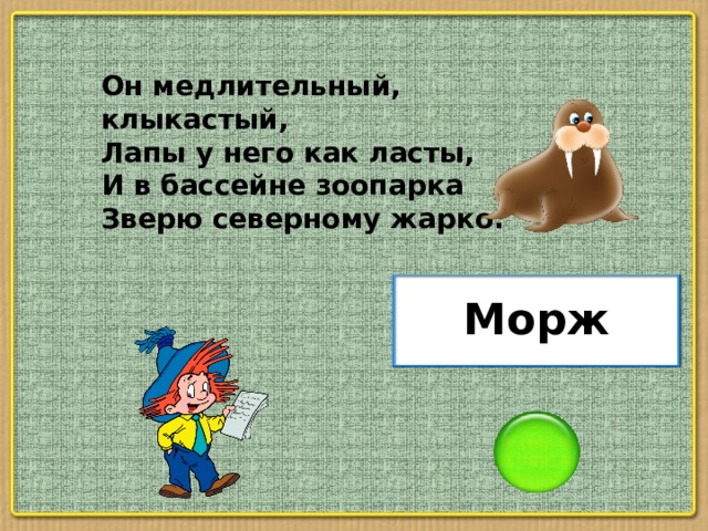 Он медлительный, клыкастый, Лапы у него как ласты, И в бассейне зоопарка Зверю северному жарко. Морж