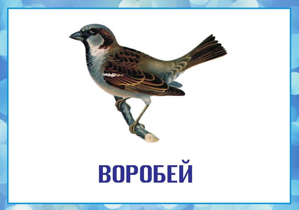 Презентация на тему воробей