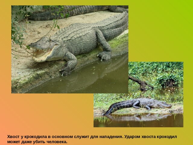 Хвост у крокодила в основном служит для нападения. Ударом хвоста крокодил может даже убить человека.