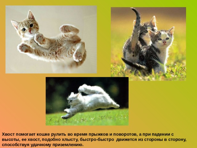 Хвост помогает кошке рулить во время прыжков и поворотов, а при падении с высоты, ее хвост, подобно хлысту, быстро-быстро движется из стороны в сторону, способствуя удачному приземлению.
