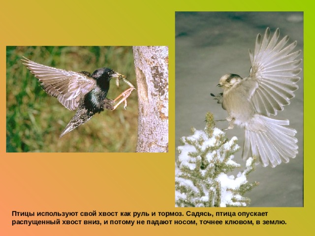 Птицы используют свой хвост как руль и тормоз. Садясь, птица опускает распущенный хвост вниз, и потому не падают носом, точнее клювом, в землю.