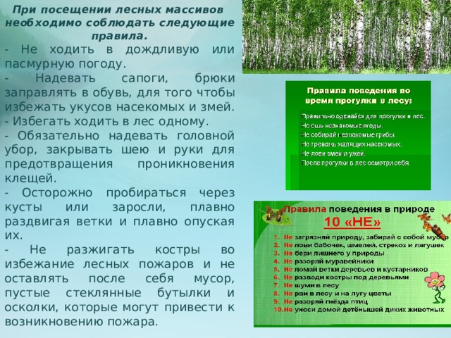 При посещении лесных массивов необходимо соблюдать следующие правила. - Не ходить в дождливую или пасмурную погоду. - Надевать сапоги, брюки заправлять в обувь, для того чтобы избежать укусов насекомых и змей. - Избегать ходить в лес одному. - Обязательно надевать головной убор, закрывать шею и руки для предотвращения проникновения клещей. - Осторожно пробираться через кусты или заросли, плавно раздвигая ветки и плавно опуская их. - Не разжигать костры во избежание лесных пожаров и не оставлять после себя мусор, пустые стеклянные бутылки и осколки, которые могут привести к возникновению пожара.