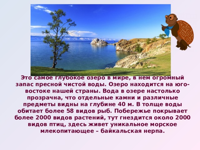 Это самое глубокое озеро в мире, в нём огромный запас пресной чистой воды. Озеро находится на юго-востоке нашей страны. Вода в озере настолько прозрачна, что отдельные камни и различные предметы видны на глубине 40 м. В толще воды обитает более 58 видов рыб. Побережье покрывает более 2000 видов растений, тут гнездится около 2000 видов птиц, здесь живет уникальное морское млекопитающее – байкальская нерпа.