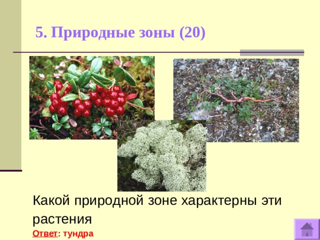 5. Природные зоны (20)   Какой природной зоне характерны эти растения Ответ : тундра