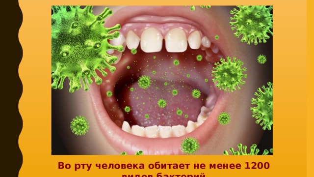 Во рту человека обитает не менее 1200 видов бактерий