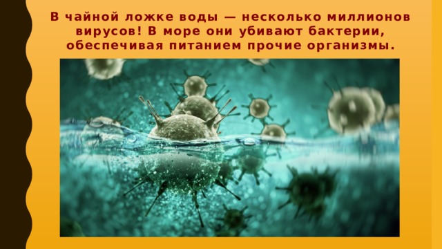 В чайной ложке воды — несколько миллионов вирусов! В море они убивают бактерии, обеспечивая питанием прочие организмы.
