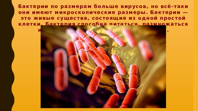 Бактерии  по размерам больше вирусов, но всё-таки они имеют микроскопические размеры. Бактерии — это живые существа, состоящие из одной простой клетки. Бактерия способна питаться, размножаться и избавляться от ненужных ей веществ.