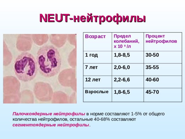 NEUT-нейтрофилы Возраст Предел колебаний, х 10 9 /л 1 год 7 лет Процент нейтрофилов 1,8-8,5 2,0-6,0 30-50 12 лет 35-55 2,2-6,6 Взрослые 1,8-6,5 40-60 45-70 Палочкоядерные нейтрофилы в норме составляют 1-5% от общего количества нейтрофилов, остальные 40-68% составляют сегментоядерные нейтрофилы .