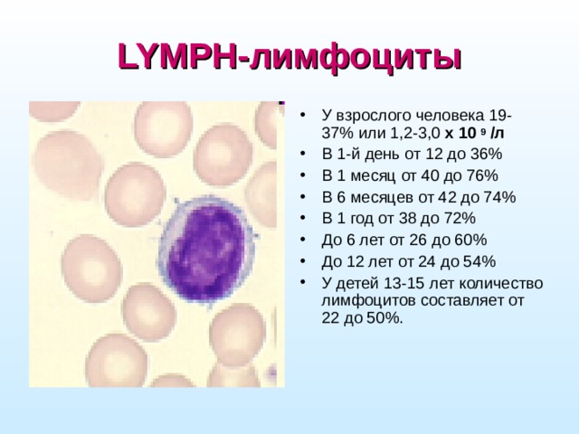 LYMPH-лимфоциты