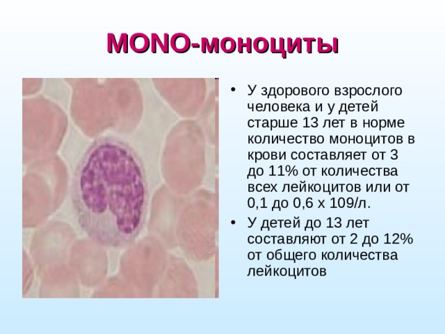 MONO-моноциты