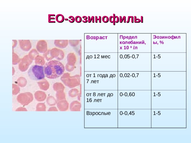 EO-эозинофилы Возраст Предел колебаний, х 10 9 /л до 12 мес 0,05-0,7 от 1 года до 7 лет Эозинофилы, % 0,02-0,7 1-5 от 8 лет до 16 лет 1-5 0-0,60 Взрослые 0-0,45 1-5 1-5