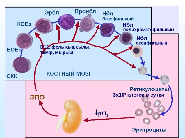 В12, фоль қышқылы, темір, мырыш 3х10 9 клеток в сутки