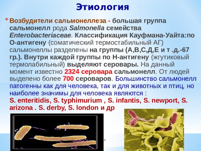 Этиология  Возбудители сальмонеллеза - большая группа сальмонелл рода Salmonella семейства Enterobacteriaceae .  Классификация Кауфмана-Уайта:по О-антигену (соматический термостабильный АГ) сальмонеллы разделены на группы (А,В,С,Д,Е и т .д.-67 гр.). Внутри каждой группы по Н-антигену (жгутиковый термолабильный) выделяют серовары. На данный момент известно 2324 серовара сальмонелл . От людей выделено более 700 сероваров . Большинство сальмонелл патогенны как для человека, так и для животных и птиц, но наиболее значимы для человека являются : S. епteritidis, S. typhimurium , S. infantis, S. newport, S. arizona . S. derby, S. london и др