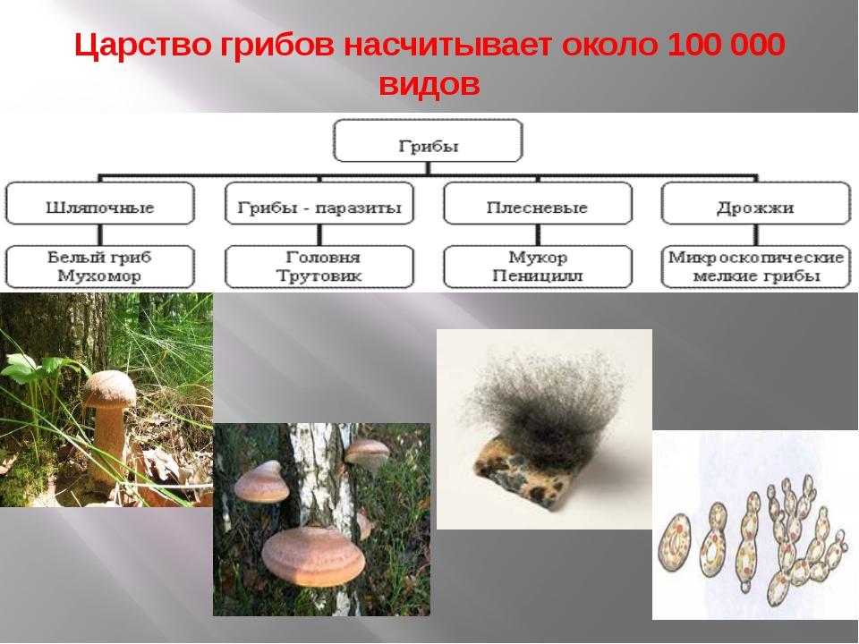 Царство грибов примеры организмов