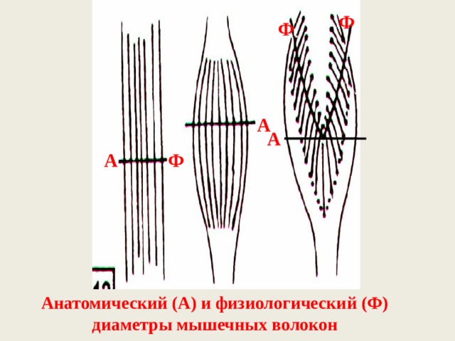 Ф Ф А А А Ф Анатомический (А) и физиологический (Ф) диаметры мышечных волокон