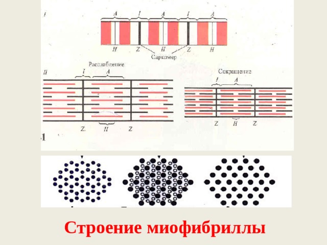 Строение миофибриллы