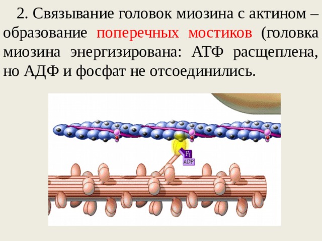 2. Связывание головок миозина с актином – образование поперечных мостиков (головка миозина энергизирована: АТФ расщеплена, но АДФ и фосфат не отсоединились.