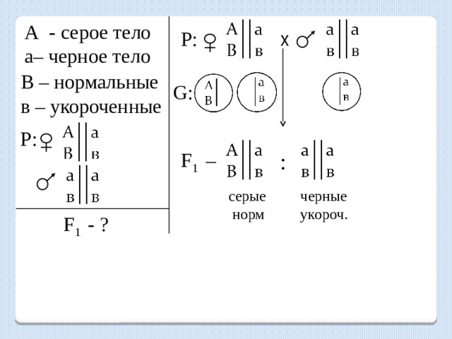 А - серое тело а– черное тело х Р: В – нормальные в – укороченные G: Р: F 1 – : серые черные  норм укороч. F 1 - ?