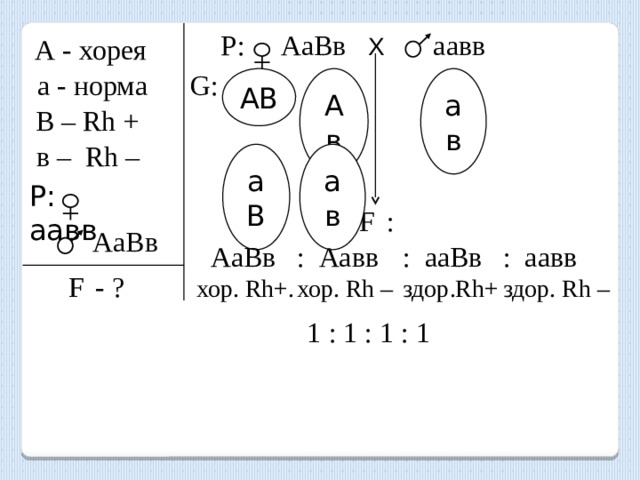 Р: АаВв Х   аавв А - хорея а - норма G: АВ ав Ав В – Rh + в – Rh – аВ ав P: аавв F  :  АаВв  АаВв : Аавв : ааВв : аавв хор. Rh+. хор. Rh – здор.Rh+ здор. Rh – F  - ? 1 : 1 : 1 : 1