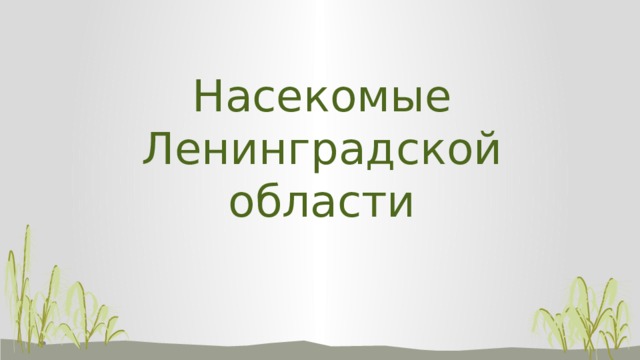 Насекомые Ленинградской области