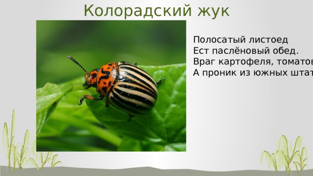 Колорадский жук Полосатый листоед  Ест паслёновый обед.  Враг картофеля, томатов!  А проник из южных штатов.