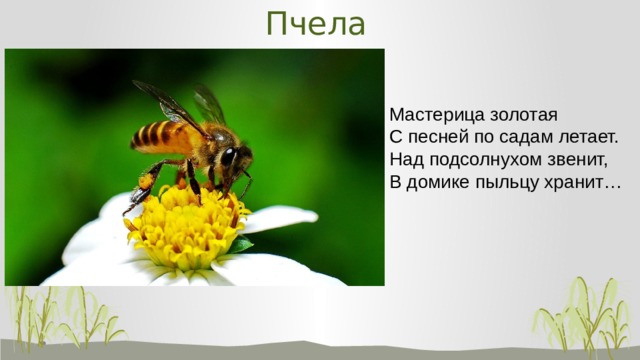 Пчела Мастерица золотая С песней по садам летает. Над подсолнухом звенит, В домике пыльцу хранит…