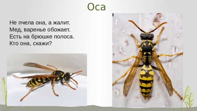 Оса Не пчела она, а жалит. Мед, варенье обожает. Есть на брюшке полоса. Кто она, скажи?