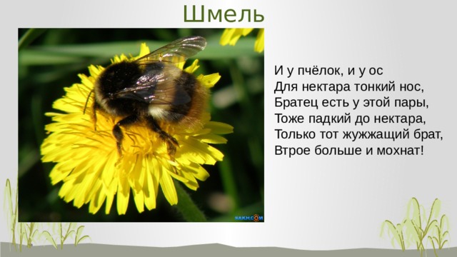 Шмель И у пчёлок, и у ос Для нектара тонкий нос, Братец есть у этой пары, Тоже падкий до нектара, Только тот жужжащий брат, Втрое больше и мохнат!