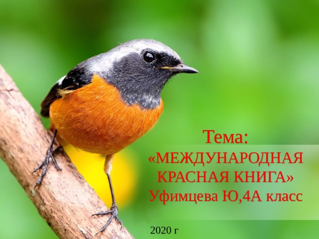 Тема: «МЕЖДУНАРОДНАЯ КРАСНАЯ КНИГА» Уфимцева Ю,4А класс 2020 г