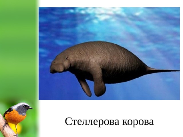 Стеллерова корова