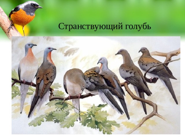 Странствующий голубь