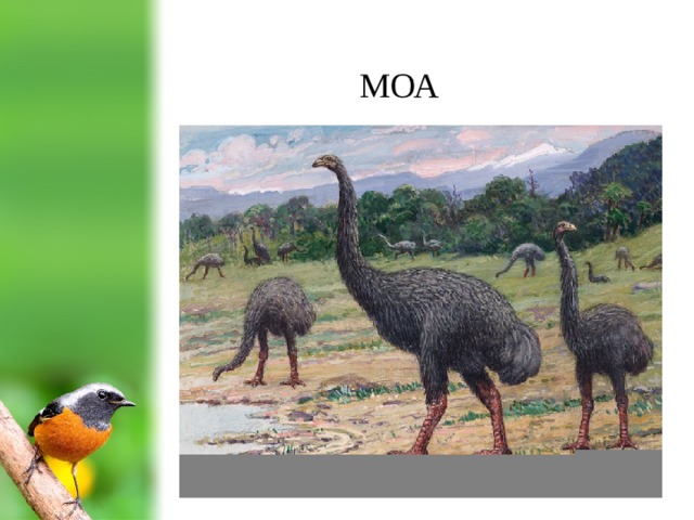 МОА