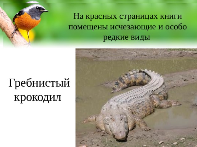 На красных страницах книги помещены исчезающие и особо редкие виды Slide master Обложка книги всегда красная – это сигнал «Природа в опасности!».  Your text here  Read on for PowerPoint presentation tips, to learn about PowerPoint templates and PowerPoint backgrounds, and get advice about outlines, communication skills, and how to maximize your Microsoft software.  Read on for PowerPoint presentation tips, to learn about PowerPoint templates and PowerPoint backgrounds, and get advice about outlines, communication skills, and how to maximize your Microsoft software. Гребнистый крокодил