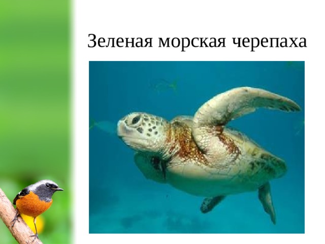 Зеленая морская черепаха