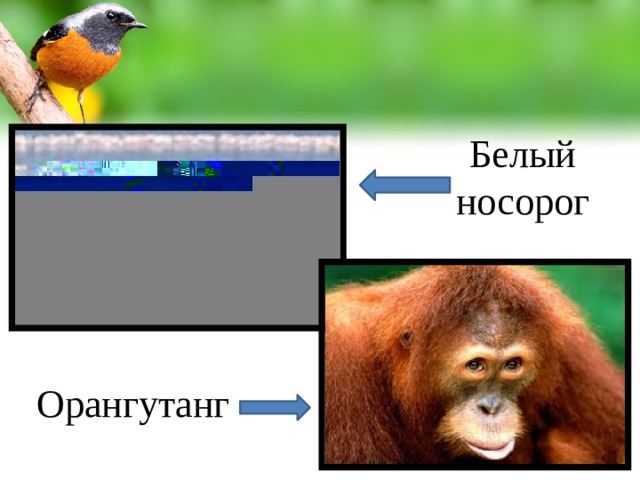 Белый носорог Орангутанг