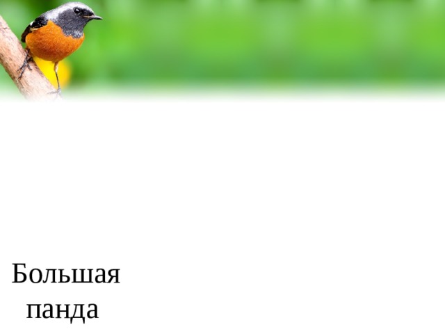 Первая Международная Красная книга Большая панда