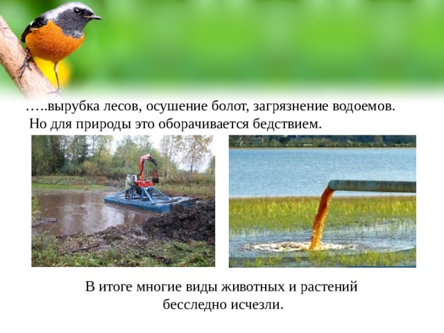 … ..вырубка лесов, осушение болот, загрязнение водоемов.  Но для природы это оборачивается бедствием. В итоге многие виды животных и растений бесследно исчезли.