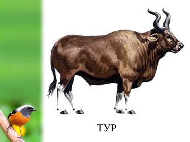 ТУР