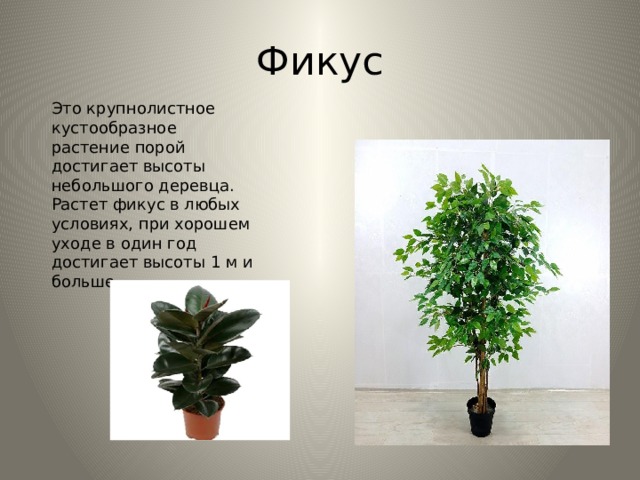 Фикус Это крупнолистное кустообразное растение порой достигает высоты небольшого деревца. Растет фикус в любых условиях, при хорошем уходе в один год достигает высоты 1 м и больше.