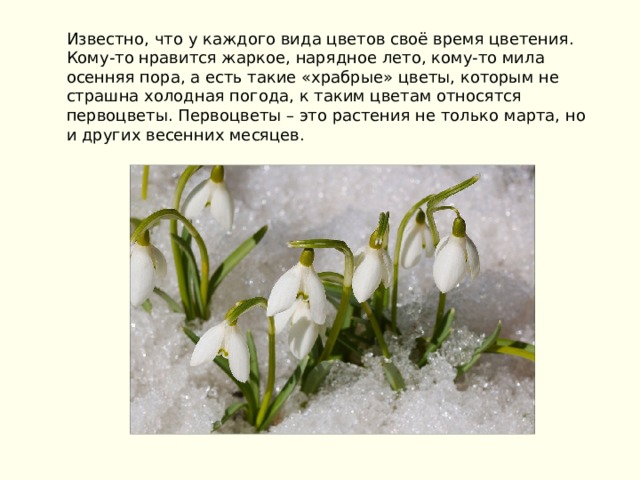 Известно, что у каждого вида цветов своё время цветения. Кому-то нравится жаркое, нарядное лето, кому-то мила осенняя пора, а есть такие «храбрые» цветы, которым не страшна холодная погода, к таким цветам относятся первоцветы. Первоцветы – это растения не только марта, но и других весенних месяцев.