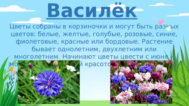 Василёк Цветы собраны в корзиночки и могут быть разных цветов: белые, желтые, голубые, розовые, синие, фиолетовые, красные или бордовые. Растение бывает однолетним, двухлетним или многолетним. Начинают цветы цвести с июня и могут радовать своей красотой до поздней осени.